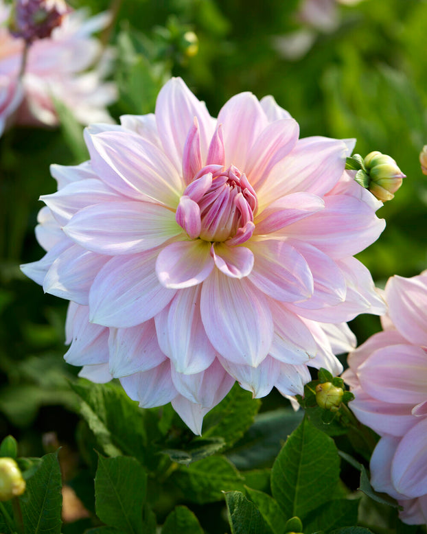 Dahlia 'Fairway Pilot'