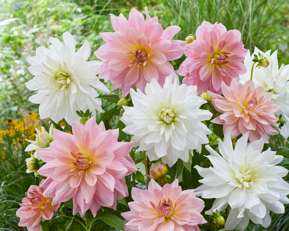 Dahlia 'Fairway Pilot'