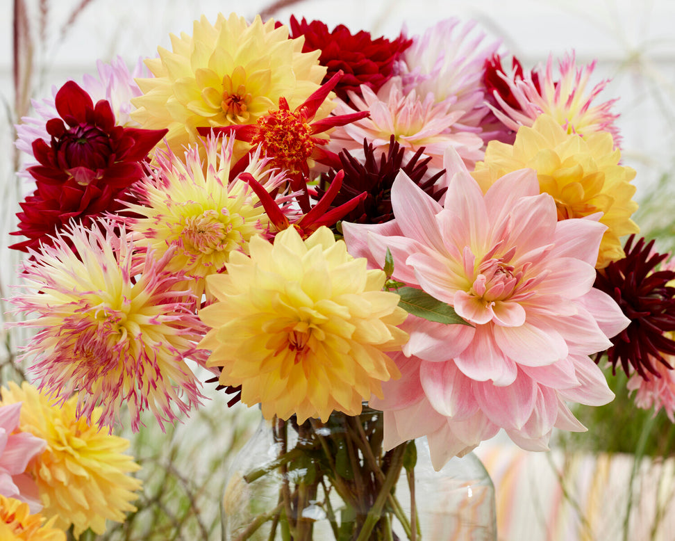 Dahlia 'Fairway Pilot'