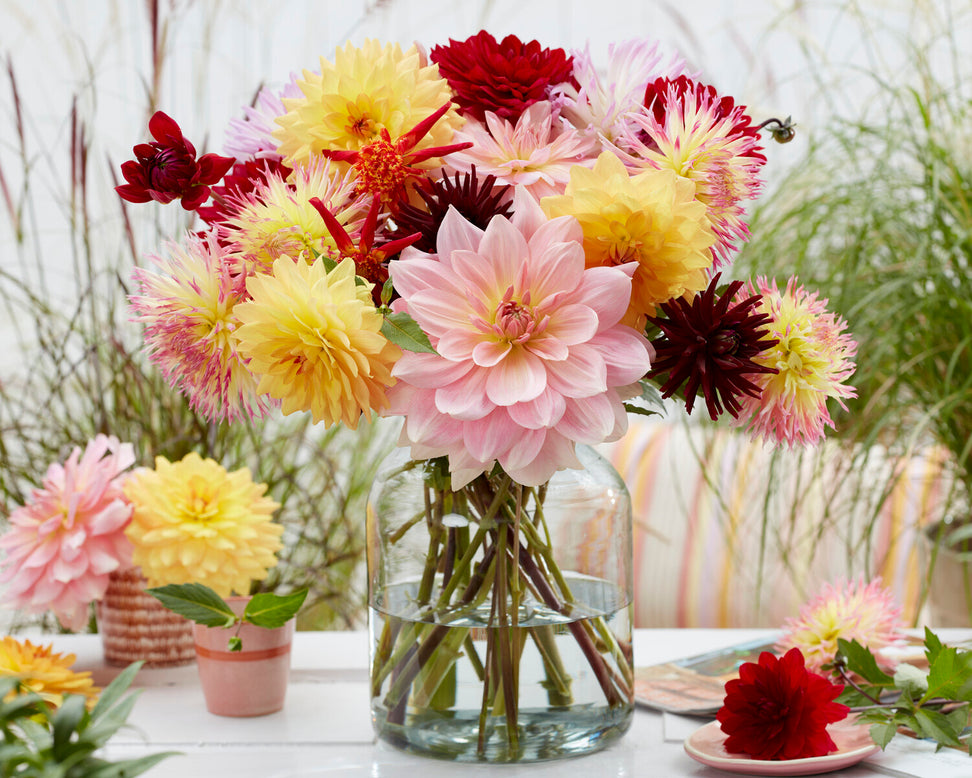 Dahlia 'Fairway Pilot'