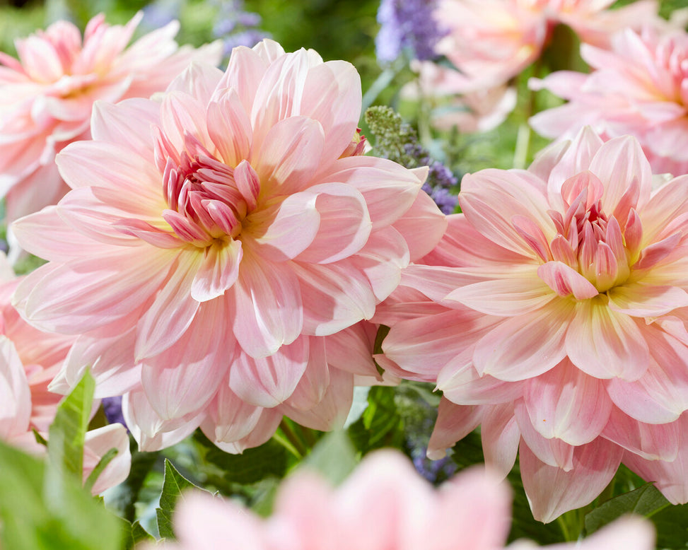 Dahlia 'Fairway Pilot'