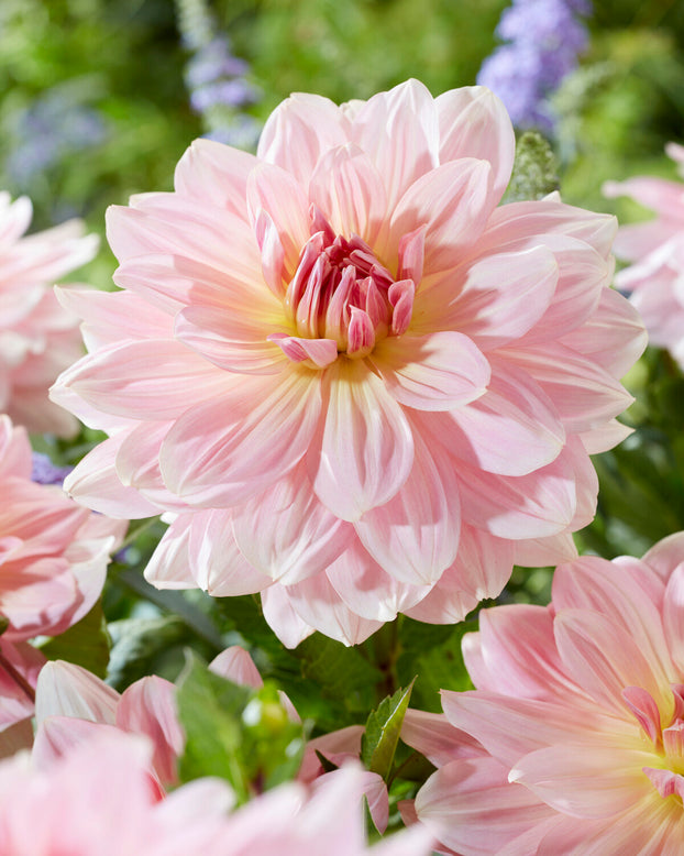 Dahlia 'Fairway Pilot'