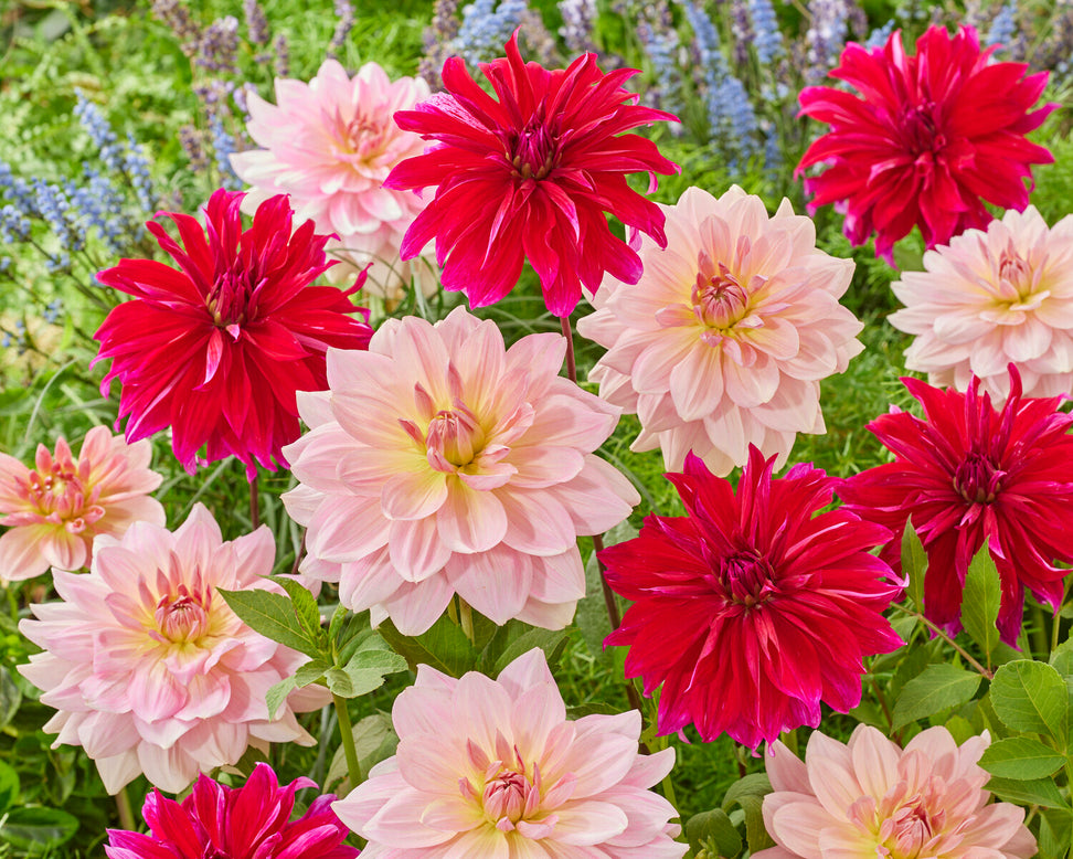 Dahlia 'Fairway Pilot'