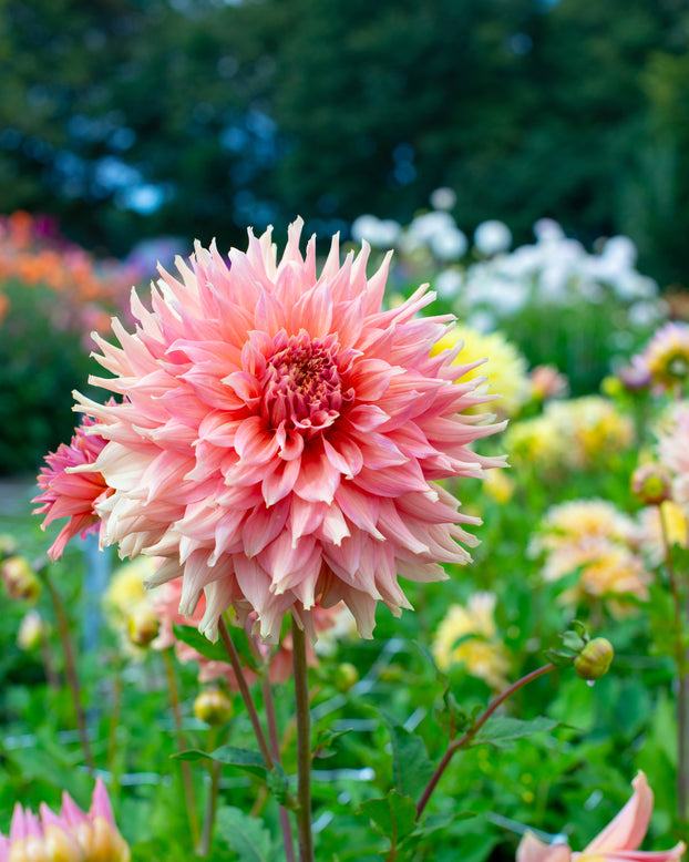 Dahlia 'Fairway Spur'