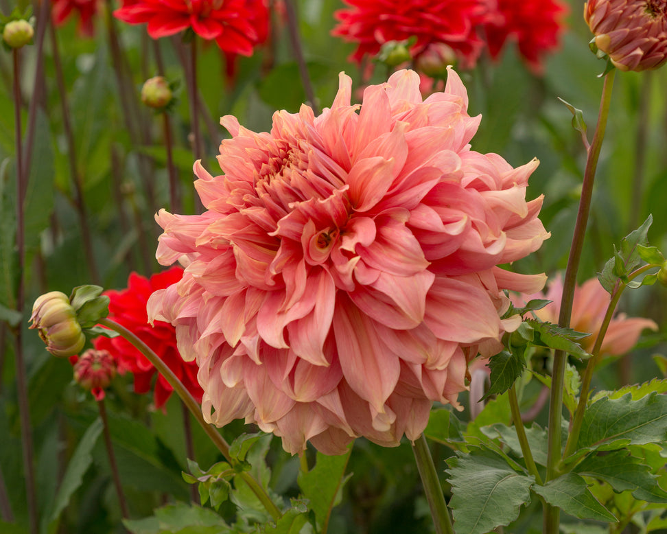 Dahlia 'Fairway Spur'