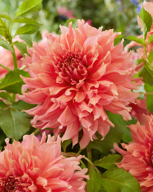 Dahlia 'Fairway Spur'