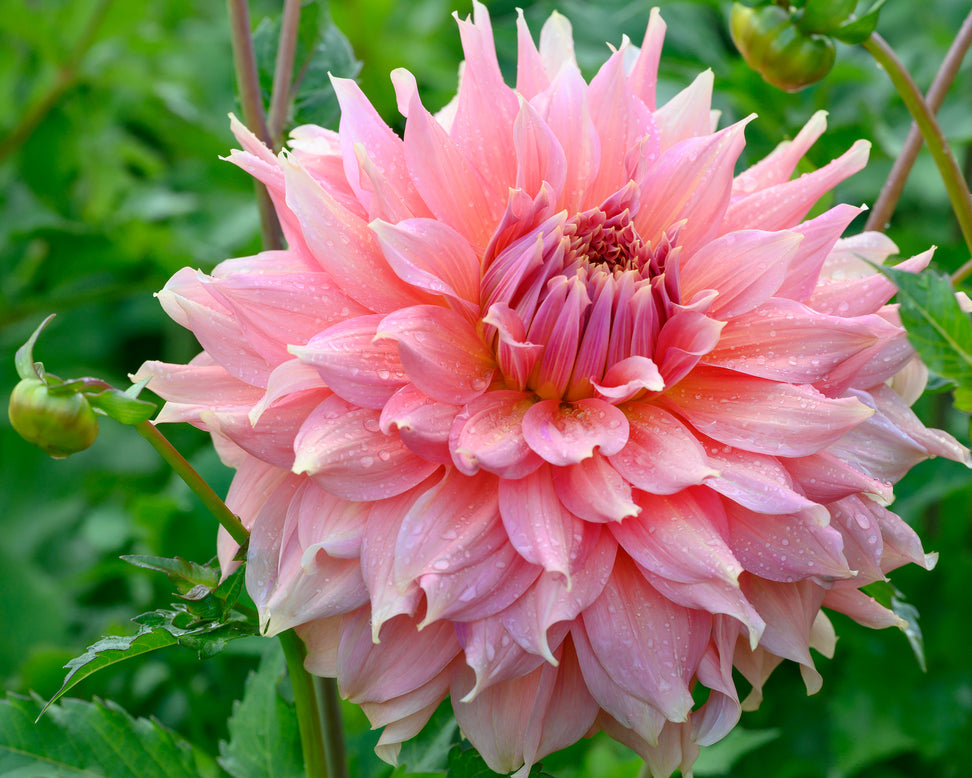 Dahlia 'Fairway Spur'