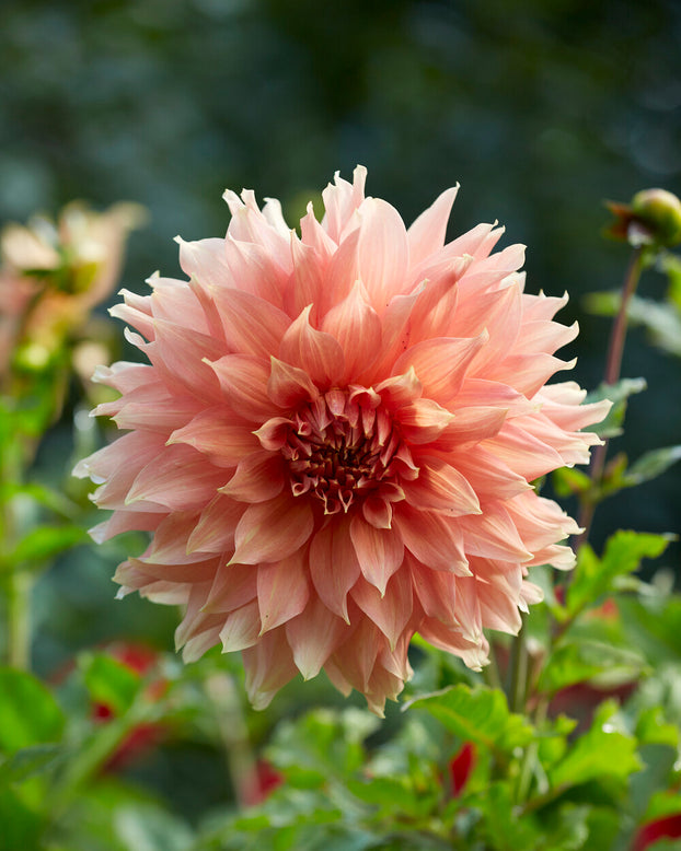 Dahlia 'Fairway Spur'