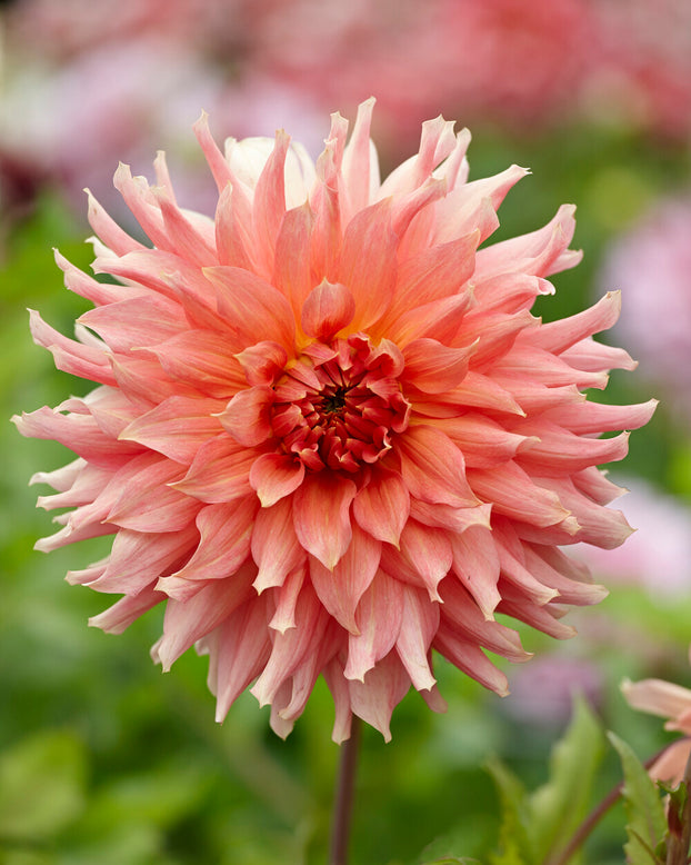 Dahlia 'Fairway Spur'