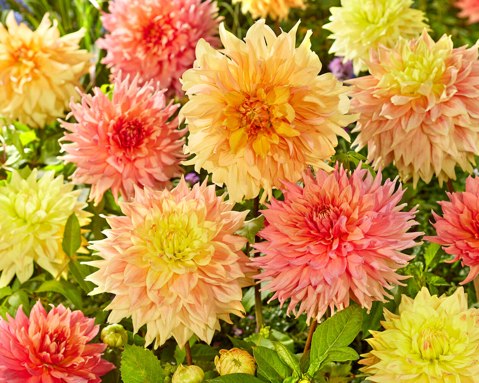 Dahlia 'Fairway Spur'