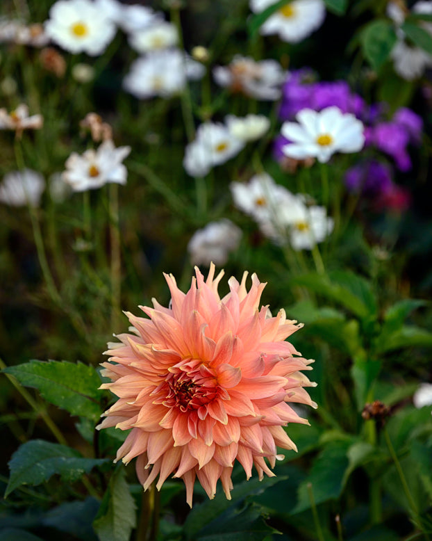 Dahlia 'Fairway Spur'