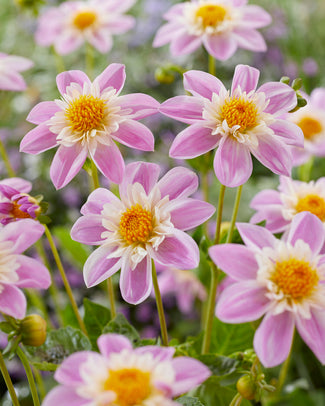 Dahlia 'Famoso'