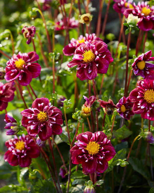 Dahlia 'Fantastico'