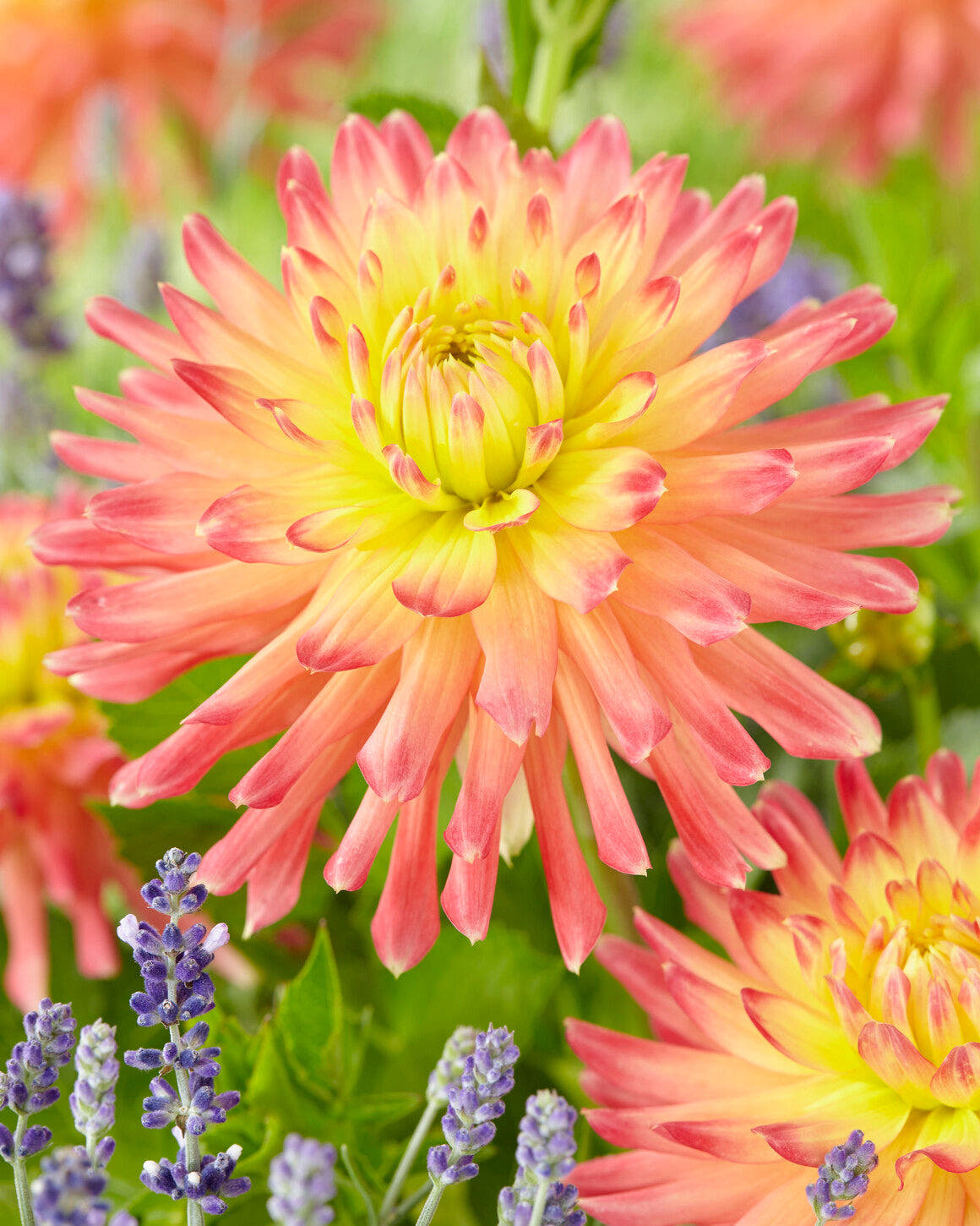 Dahlia 'Felida Solar Flare'