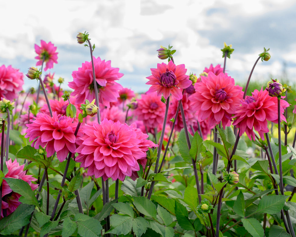 Dahlia 'Feline Yvonne'