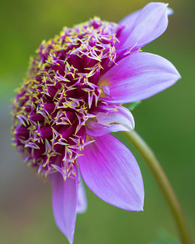 Dahlia 'Fenna Baaij'