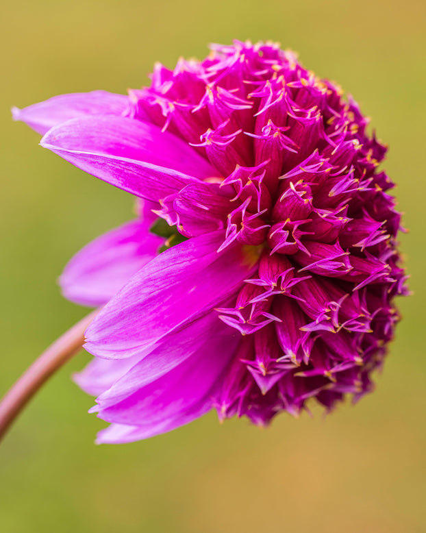 Dahlia 'Fenna Baaij'