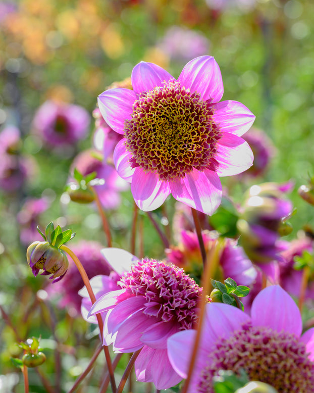Dahlia 'Fenna Baaij'