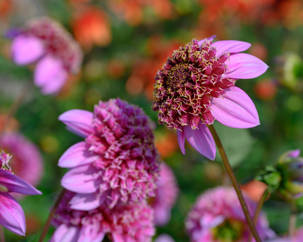 Dahlia 'Fenna Baaij'