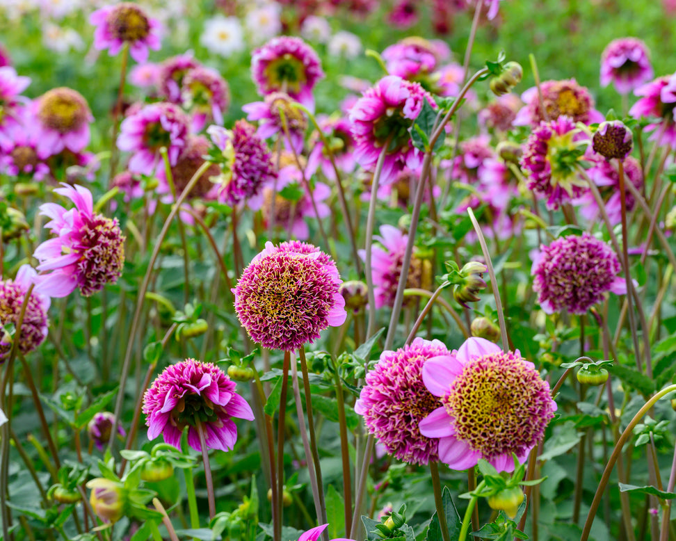 Dahlia 'Fenna Baaij'