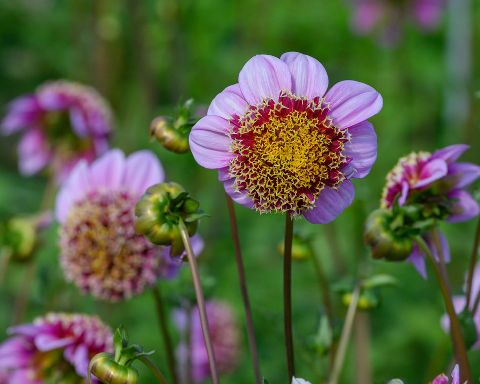 Dahlia 'Fenna Baaij'