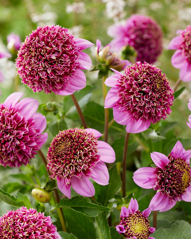 Dahlia 'Fenna Baaij'