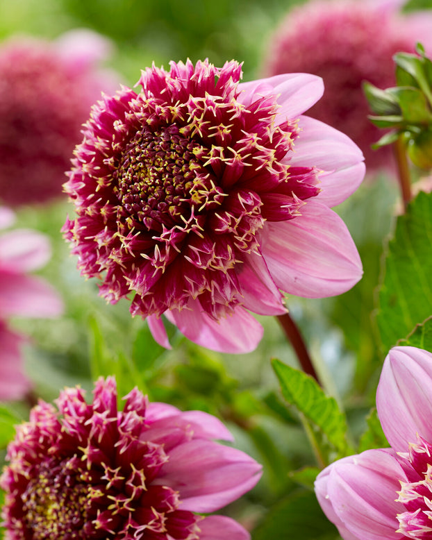 Dahlia 'Fenna Baaij'