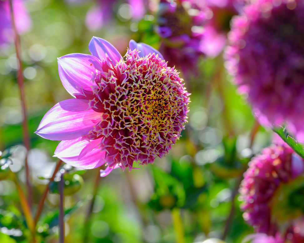 Dahlia 'Fenna Baaij'