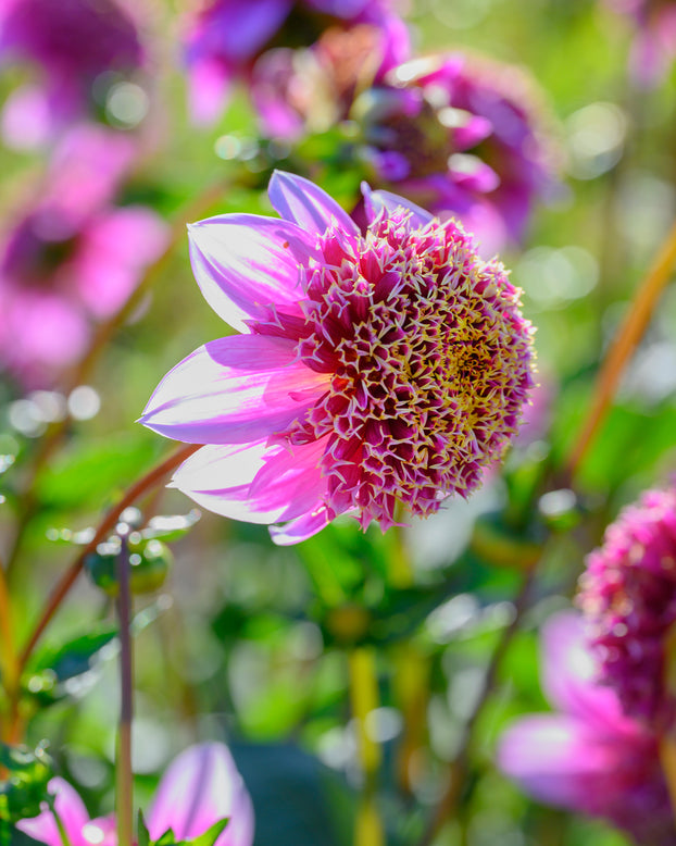 Dahlia 'Fenna Baaij'