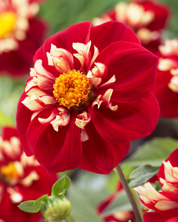 Dahlia 'Festivo'