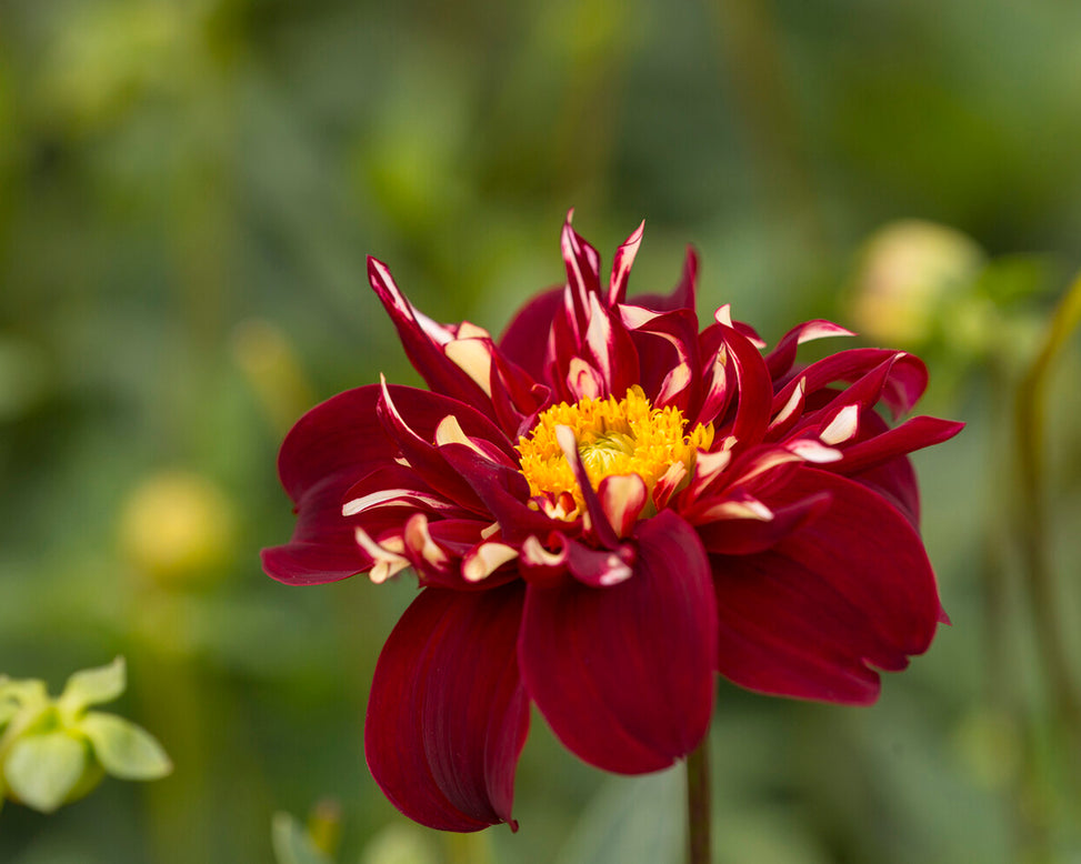 Dahlia 'Festivo'