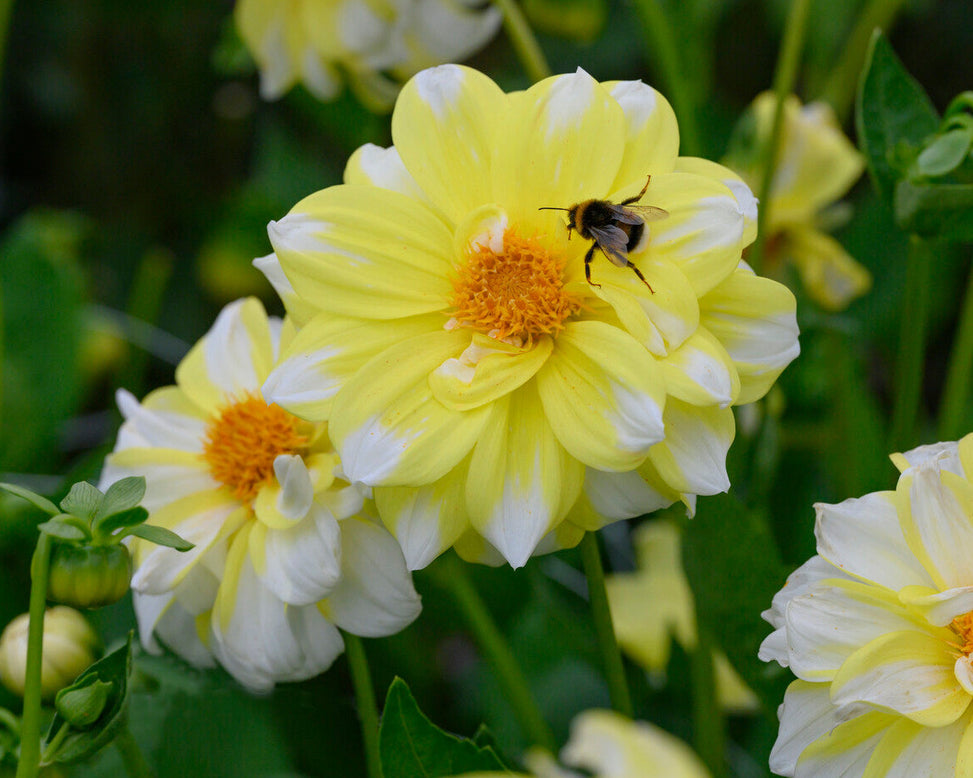 Dahlia 'Fire and Ice Lemon'