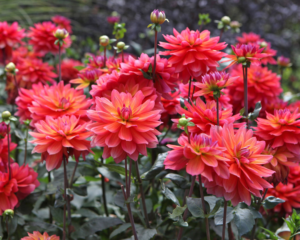Dahlia 'Firepot'
