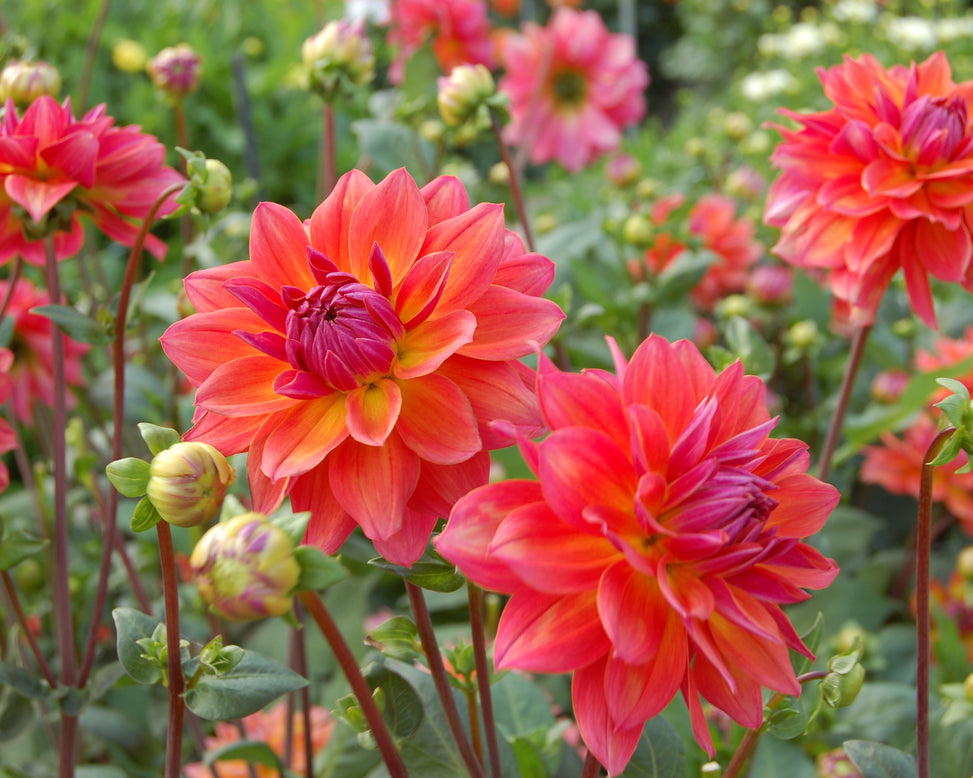 Dahlia 'Firepot'