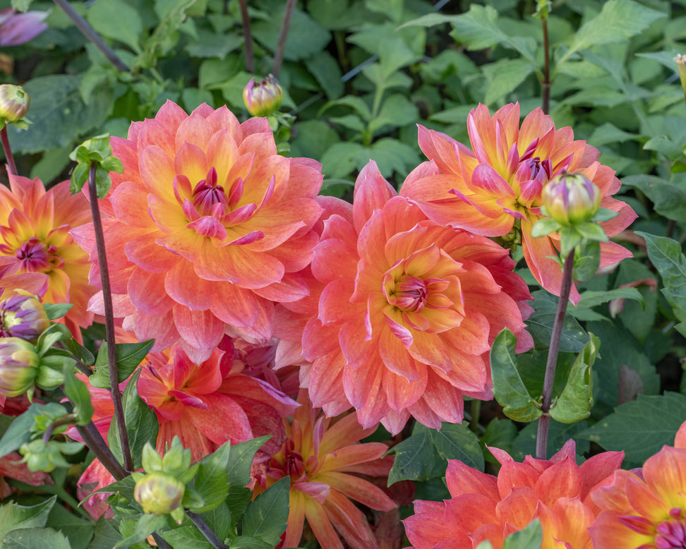 Dahlia 'Firepot'