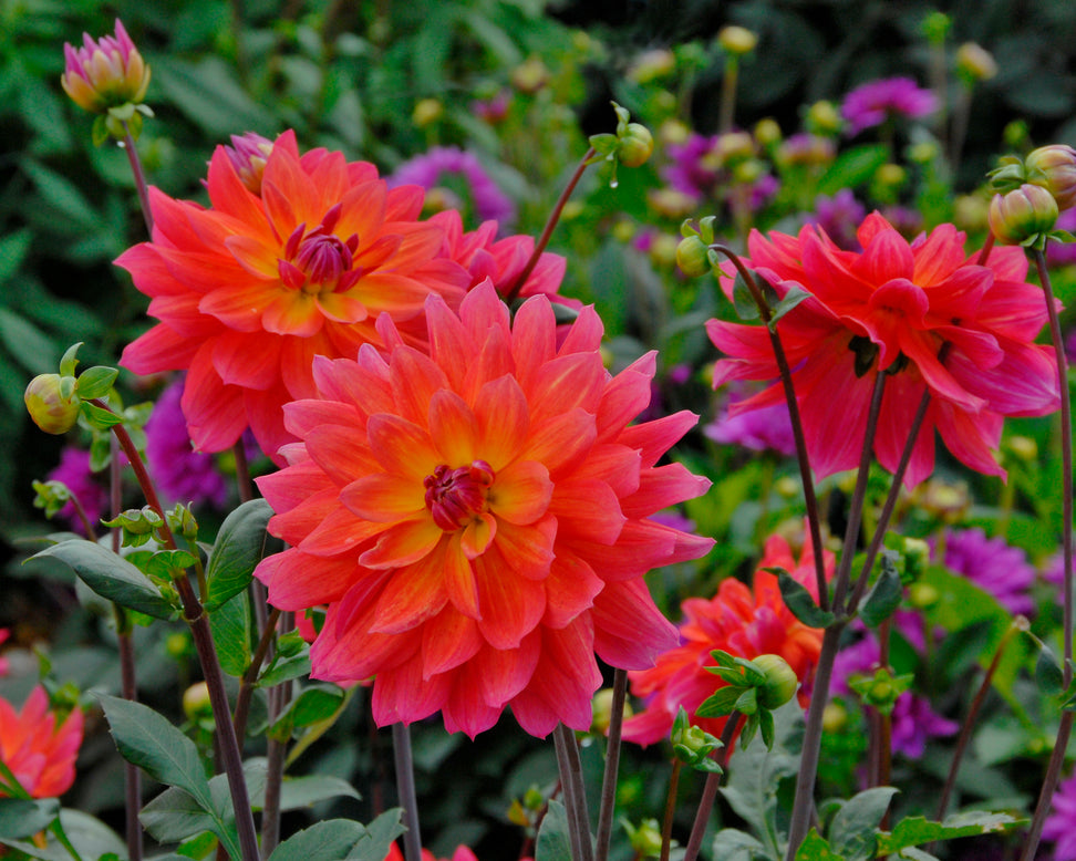 Dahlia 'Firepot'