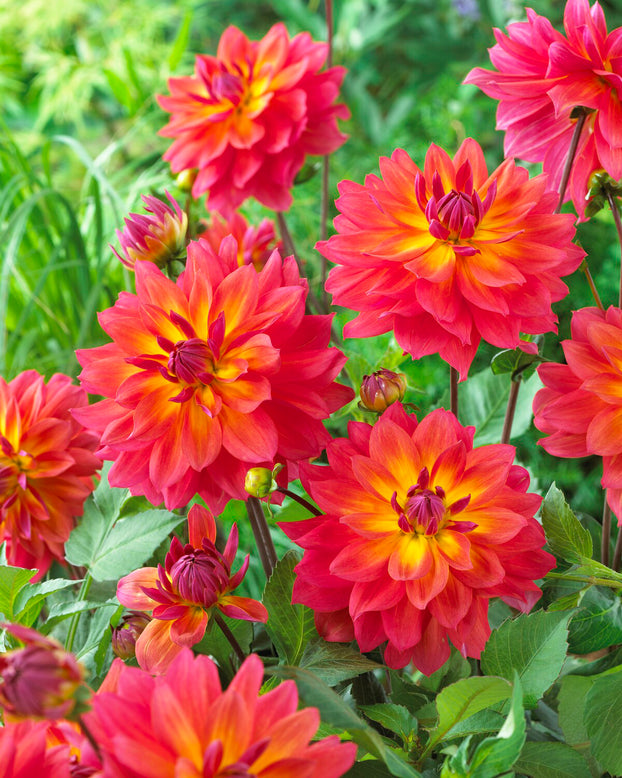 Dahlia 'Firepot'
