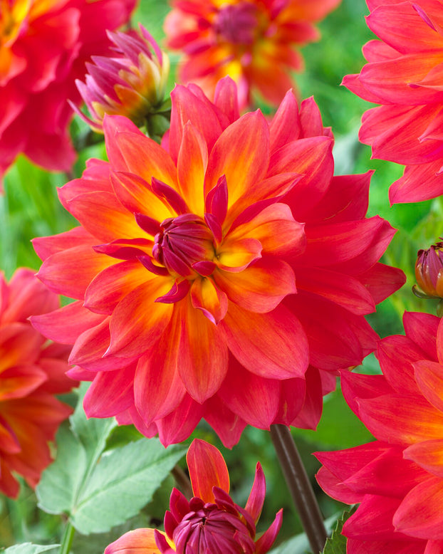 Dahlia 'Firepot'
