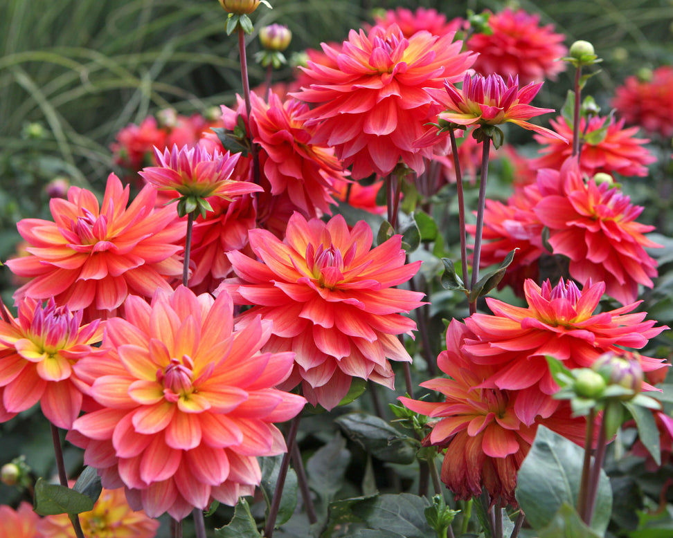 Dahlia 'Firepot'