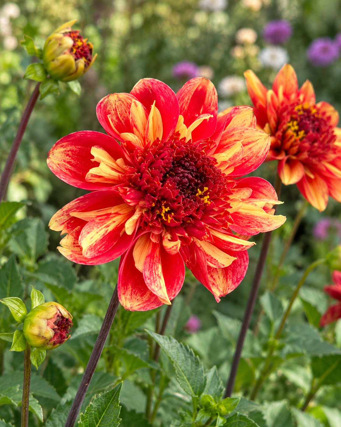 Dahlia 'Flaming Denmark'