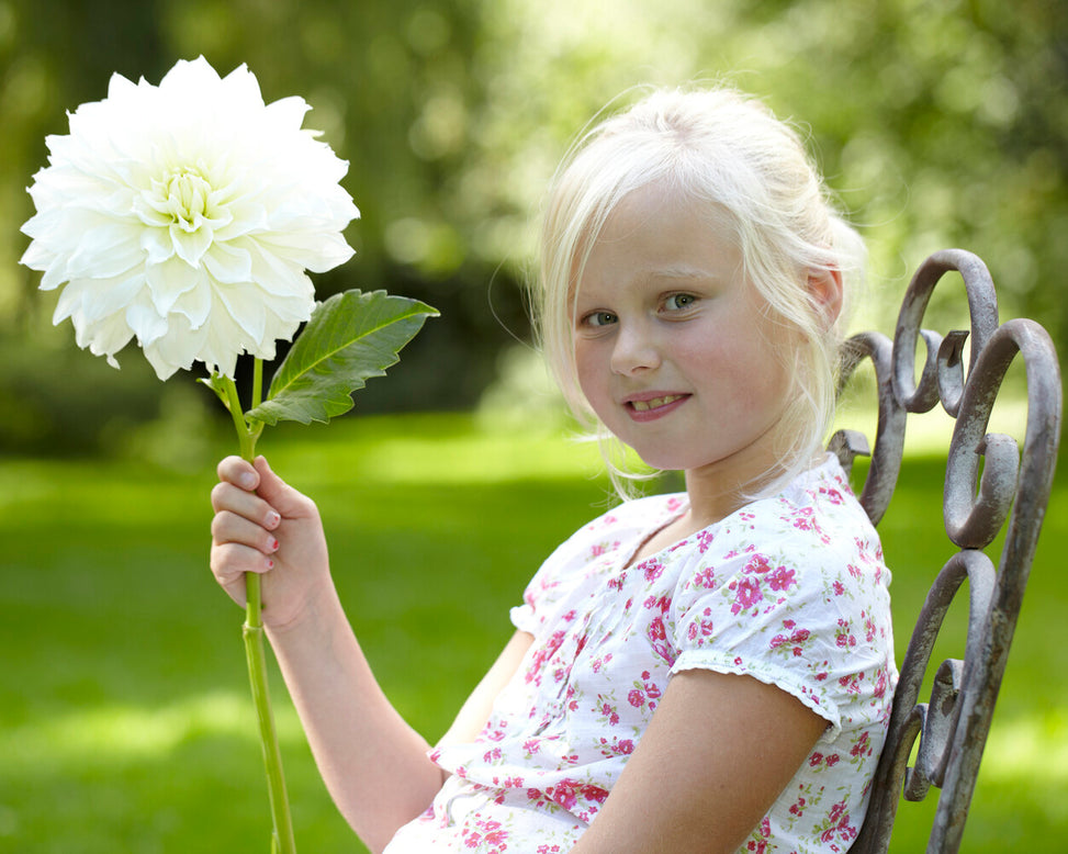 Dahlia 'Fleurel'