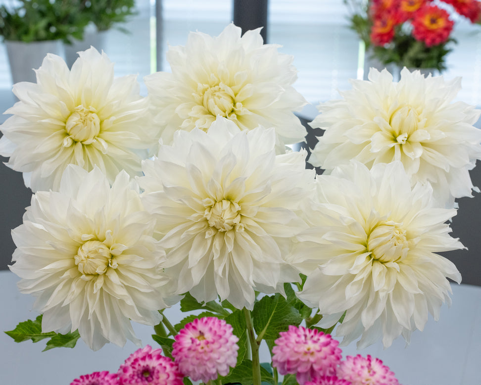 Dahlia 'Fleurel'