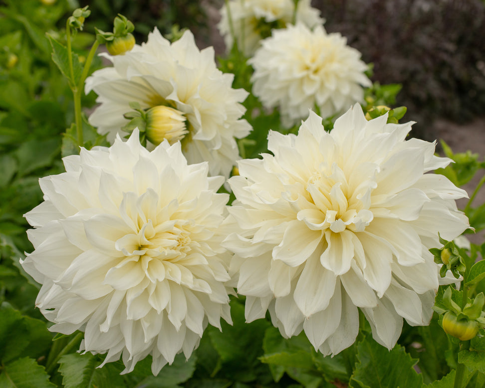Dahlia 'Fleurel'