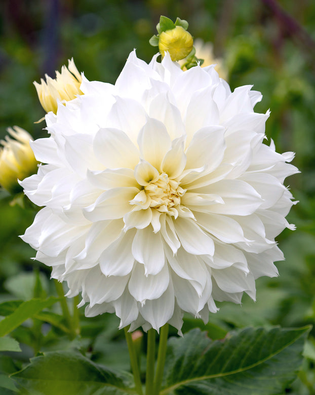 Dahlia 'Fleurel'
