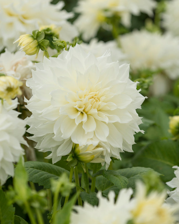 Dahlia 'Fleurel'