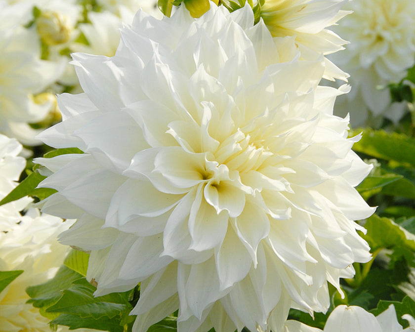 Dahlia 'Fleurel'