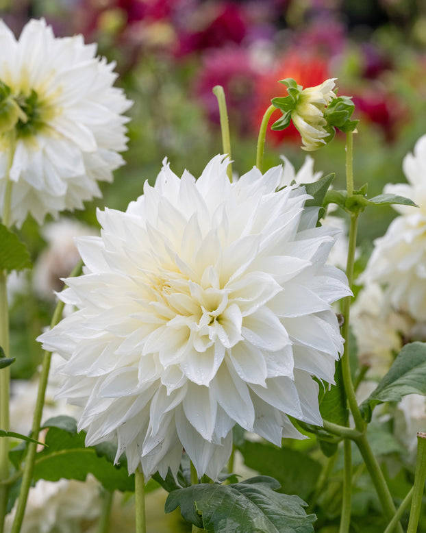 Dahlia 'Fleurel'