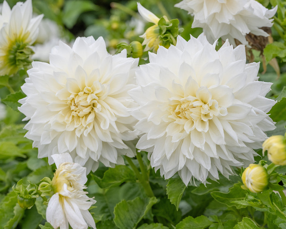 Dahlia 'Fleurel'