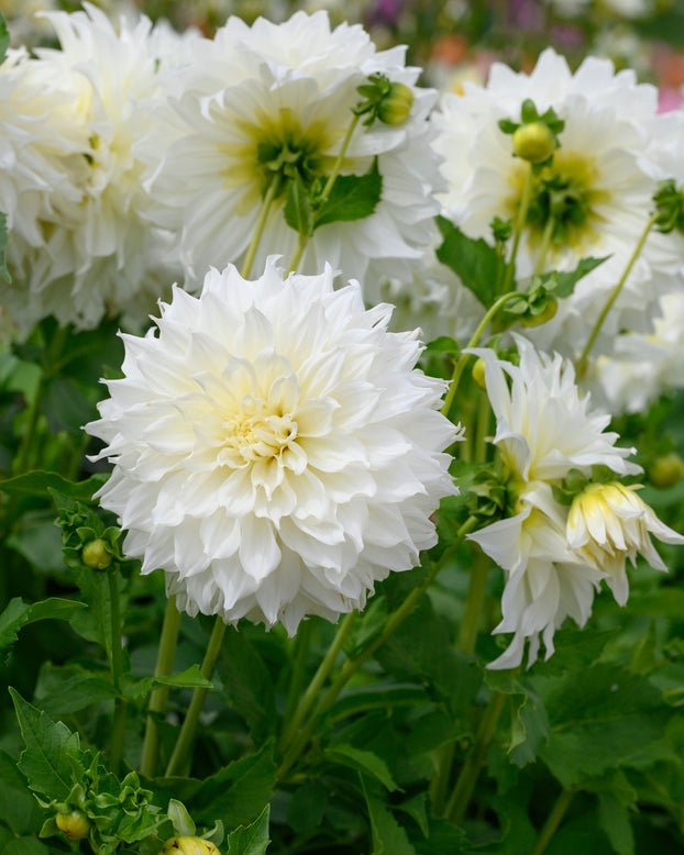 Dahlia 'Fleurel'