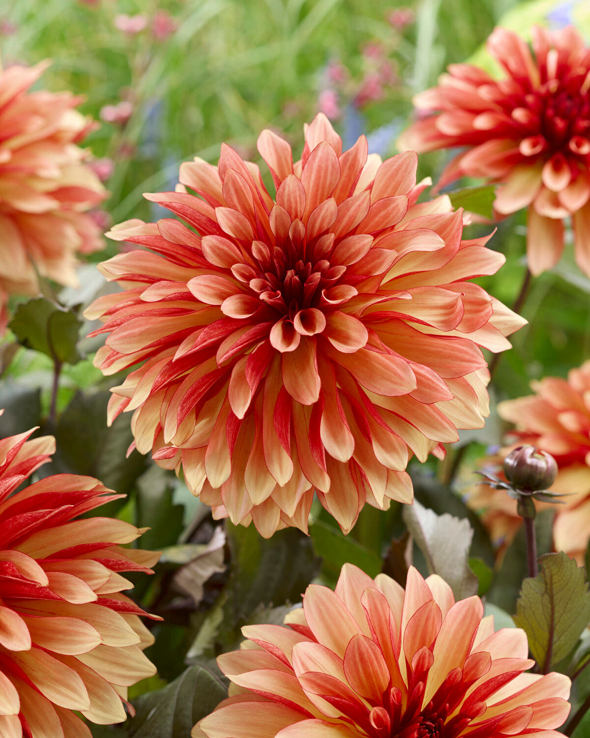 Dahlia 'Foxy'